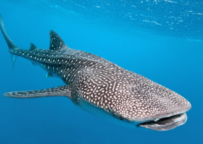 Whale sharks with Divers Inn MX in La Pz, BCS, Mexico