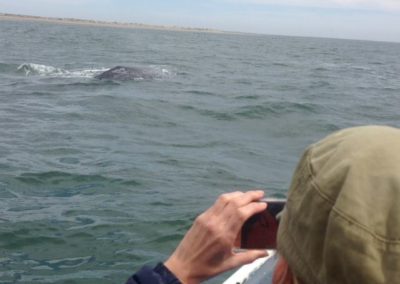 Whale sighting with Divers Inn MX