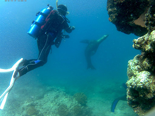Divers Inn MX diving with sea lions